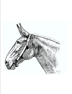 Sweatshirt - "Mule Head"