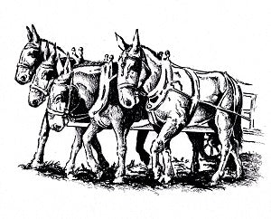 Four Mules T shirt - Four Mules – The Mule Store