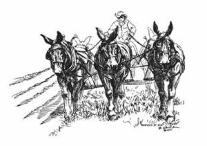 Sweatshirt - 3 Mules with Plow